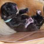 Hellblaues Halsband, Aragon Vigos (1 Woche alt)